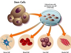 Tế bào gốc: Chìa khóa của sự sống