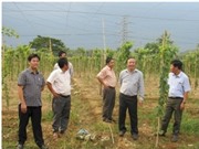 Nghiên cứu ứng dụng KH&CN xây dựng chuỗi giá trị sản xuất Nho rượu gắn với chế biến Vang Nho tại Ninh Thuận và Lâm Đồng