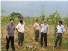 Nghiên cứu ứng dụng KH&CN xây dựng chuỗi giá trị sản xuất Nho rượu gắn với chế biến Vang Nho tại Ninh Thuận và Lâm Đồng