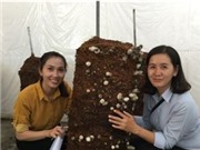 An Giang: Thử nghiệm mô hình trồng nấm rơm dạng trụ tại huyện Châu Thành