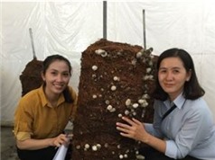 An Giang: Thử nghiệm mô hình trồng nấm rơm dạng trụ tại huyện Châu Thành