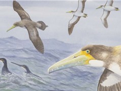Phát hiện hóa thạch loài chim biển lâu đời nhất trong lịch sử
