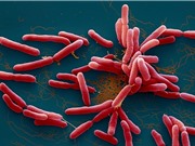 Vi khuẩn gây bệnh Whitmore có thật sự “ăn thịt người”?