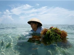 Rong biển có giải quyết được khủng hoảng rác thải nhựa ở Indonesia 