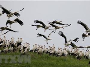 Thêm một bằng chứng cho thấy khủng hoảng sinh thái đang lan rộng