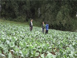 Lạng Sơn: Rau Tân Liên - Gia Cát đón nhận nhãn hiệu tập thể “Cao Lộc”