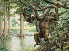 Tổ tiên loài người chưa bao giờ đi bằng bốn chân?
