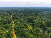 Hé lộ bí mật của sự cộng sinh giữa các loài ở rừng cận nhiệt đới