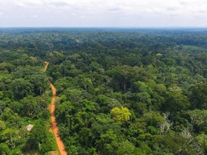 Hé lộ bí mật của sự cộng sinh giữa các loài ở rừng cận nhiệt đới