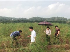 Lạng Sơn: Xây dựng mô hình sản xuất Măng tây xanh gắn với tiêu thụ sản phẩm tại huyện Lộc Bình
