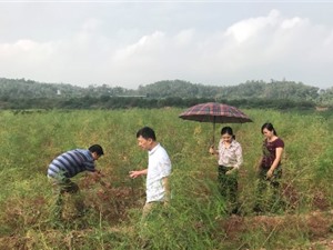 Lạng Sơn: Xây dựng mô hình sản xuất Măng tây xanh gắn với tiêu thụ sản phẩm tại huyện Lộc Bình