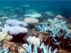 Hy vọng mới cho san hô chết vì hiện tượng ấm lên của Trái Đất