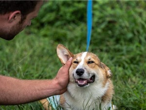 Bạn muốn sống lâu hơn? Các nhà khoa học gợi ý hãy nuôi chó