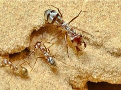Phát hiện loài kiến có tốc độ di chuyển ​​nhanh nhất thế giới