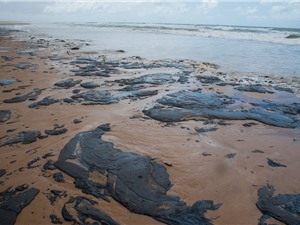 Brazil dọn dẹp hơn 100 tấn dầu tràn cứu động vật biển