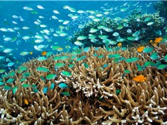 Axit hóa đại dương có thể xóa sổ hàng loạt sinh vật biển