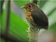 Phát hiện một loài chim mới 'siêu nhút nhát' tại Colombia