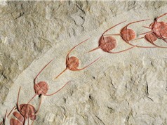 Hóa thạch tiết lộ hành vi bầy đàn sớm nhất ở động vật