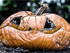 Lượng bí ngô khổng lồ bị lãng phí mỗi dịp Halloween