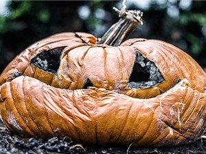 Lượng bí ngô khổng lồ bị lãng phí mỗi dịp Halloween