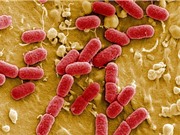 Báo cáo của CDC tuyên bố: Nước Mỹ đã bước vào thời kỳ hậu kháng sinh
