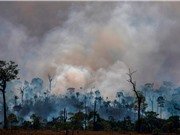 Mỗi phút, rừng Amazon mất đi diện tích tương đương hai sân bóng đá