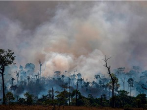 Mỗi phút, rừng Amazon mất đi diện tích tương đương hai sân bóng đá