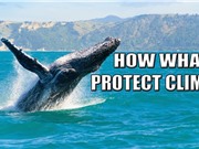 Cá voi: giải pháp của tự nhiên đối với biến đổi khí hậu