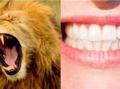 Hóa ra răng nanh con người ra đời không phải để xé thịt mà từ lý do lãng mạn hơn nhiều