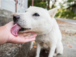 Người đàn ông Đức tử vong sau khi bị chó liếm, các bác sĩ cảnh báo căn bệnh nhiễm trùng hiếm gặp