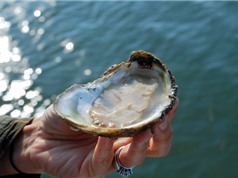 Mỹ: làm sạch Vịnh Chesapeake nhờ nuôi hàu 