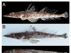 Ghi nhận mới về loài cá Chai Núm nhỏ Thysanophrys papillaris Actynopterygii: Scorpaeniformes: Platycephalidae) phân bố ở vùng biển Tây Thái Bình dương