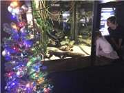 Năng lượng từ lươn sống thắp sáng cây thông Giáng sinh