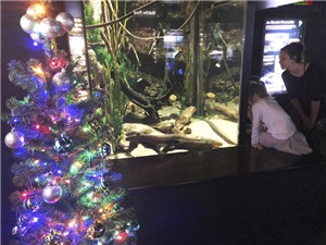 Năng lượng từ lươn sống thắp sáng cây thông Giáng sinh
