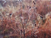 Khám phá nguyên tắc kỳ diệu của lưới nhện