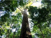 Phát hiện nhóm cây cao nhất rừng Amazon