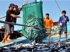 Nguồn lợi thủy sản của Việt Nam suy giảm