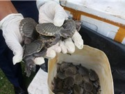 Buôn lậu rùa biển vẫn sôi động ở Indonesia, Malaysia và Việt Nam