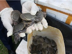 Buôn lậu rùa biển vẫn sôi động ở Indonesia, Malaysia và Việt Nam