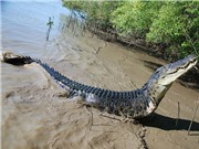 Nhiều loài cá sấu có thể phi nước đại như ngựa và chó