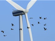 Điện gió: Tua-bin cao và cánh quạt ngắn giúp giảm thiểu ảnh hưởng đến các loài chim