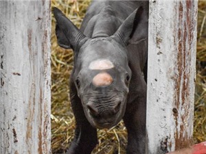 Tê giác đen cực hiếm chào đời trong dịp năm mới