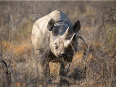 Tê giác già nhất thế giới đã chết tại Tanzania