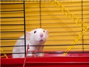 Vai trò của chuột đối với khoa học