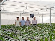 Quảng Trị: Những kết quả bước đầu trong phát triển nông nghiệp công nghệ cao tại “tiểu Đà Lạt”