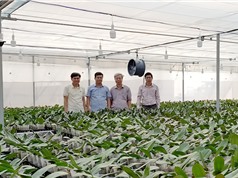 Quảng Trị: Những kết quả bước đầu trong phát triển nông nghiệp công nghệ cao tại “tiểu Đà Lạt”