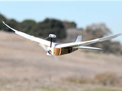 Drone bay tốt hơn nhờ gắn lông chim bồ câu 