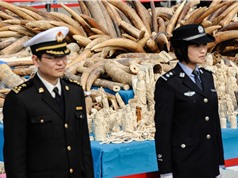Tiêu dùng ngà voi Trung Quốc có xu hướng giảm