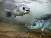 Giảm tỷ lệ cá nuôi chết bằng dinh dưỡng bổ sung từ tảo biển