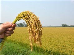 Nghiên cứu chọn tạo giống lúa nếp kháng bệnh bạc lá bằng chỉ thị phân tử cho các tỉnh phía Bắc